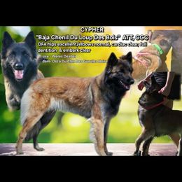 Cypher - Belgian Tervuren