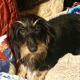 Abby - Dachshund