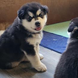 Girl 1 'Lilith' orange collar - Black and white female Alaskan Malamute puppy in Grayson County, Virginia from River Bend Malamutes