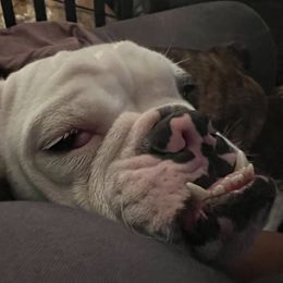 RoRo - Bulldog