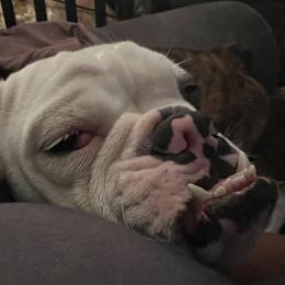 RoRo - Bulldog