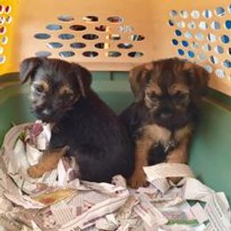 Border Terrier Puppies from Silli's Border Terriers