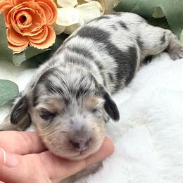 Ivy - Dapple female Dachshund puppy in Exeter, California from Sawtooth Miniature Dachshunds