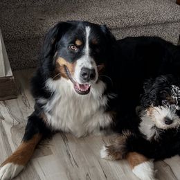 Bernedoodles and Bernese Mountain Dogs from Smokehouse Puppies