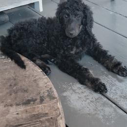 Ella - Phantom female Poodle puppy in Port Orange, Florida from Daytona’s Standard Poodles
