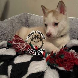 Siberian Husky Puppies from Feazell’s Siberian Huskies