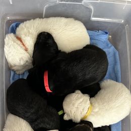 German Shepherd Puppies from Devon Rugerio's German Shepherds