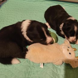 Jill - Black and white female Border Collie puppy in Wildwood, Florida from Isle Breez Border Collies