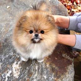 Marron - Orange sable female Pomeranian puppy in Chino, California from Teddy-Faced Teacup Pomeranians