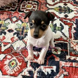 Girl 4 - White black and tan female Toy Fox Terrier puppy in Wayne, Oklahoma from FritzFox Toy Fox Terriers