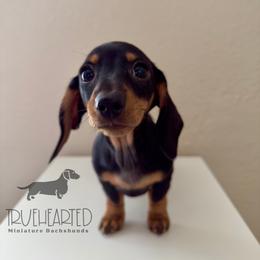 Olive - Black and tan female Dachshund puppy in Royse City, Texas from Truehearted Miniature Dachshunds