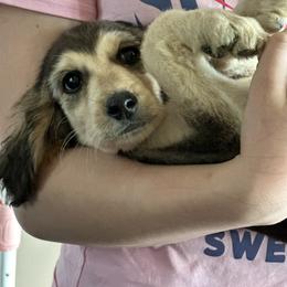 Domino male 1 - Blue and cream male Afghan Hound puppy in Carlisle, Pennsylvania from Winterberry Afghan Hounds