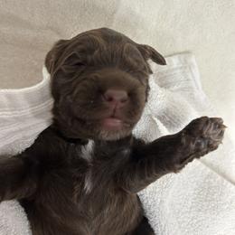 White Male is reserved - Brown male Portuguese Water Dog puppy in Des Moines, Iowa from Stacy's PWD Portuguese Water Dogs