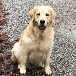 Golden Retrievers from Sue Sherman Biery's Golden Retrievers