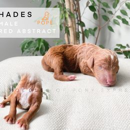 Poodle Puppies from Poodles of Pony Express