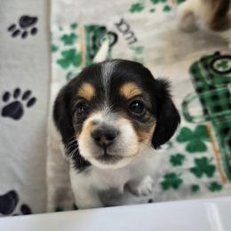 Minnie - Piebald female Dachshund puppy in North Waterboro, Maine from Poole Family Miniature Dachshunds