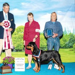 Rottweiler All Grown Up from Spirit Mountain Rottweilers