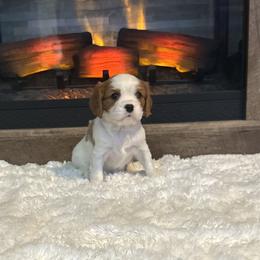 Blossom - Blenheim female Cavalier King Charles Spaniel puppy in Romney, West Virginia from Cavy Love