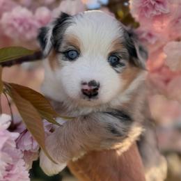 Rose - Blue merle female Miniature Australian Shepherd puppy in Massapequa, New York from All That Auss Mini Aussies