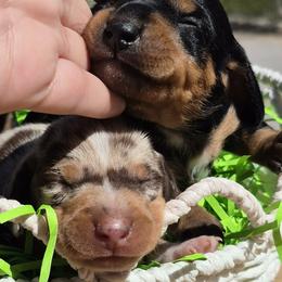 Dachshund Puppies from The Dachshund Den