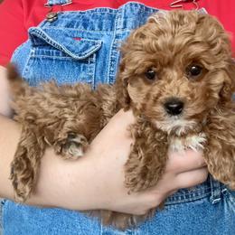 Amelia - Female - Red female Cavapoo puppy in Gilbert, Arizona from Azteddybeardoodles
