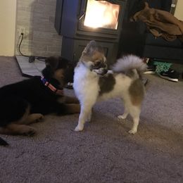 German Shepherd Puppies from Oregon German Shepherds