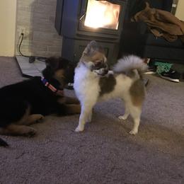 German Shepherd Puppies from Oregon German Shepherds