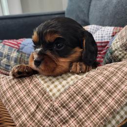 Dynamite - Black and tan male Cavalier King Charles Spaniel puppy in Stockdale, Texas from Great Oaks Farm Cavaliers