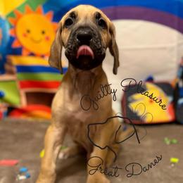 Thorn - Fawn male Great Dane puppy in Norton, Ohio from Guilty Pleasure Great Danes & Frenchies