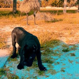 Cane Corso Puppies from JSM Corsos