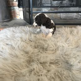 Poodle Puppies from Southern Standards Standard Poodles