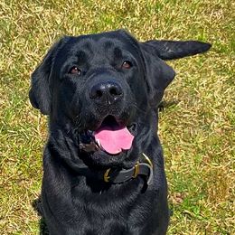 Finn - Labrador Retriever