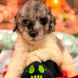 Cloud - Blue merle male Aussiedoodle puppy in Dickerson, Maryland from Pawsome Aussie Doodles and Oodles