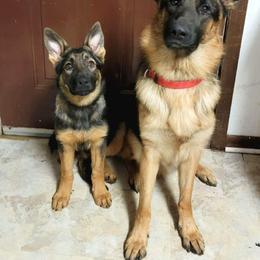 German Shepherd Puppies from Persevere Kennels