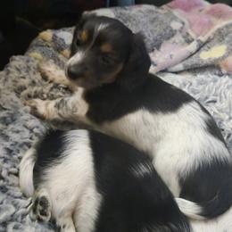 Dachshund Puppies from Kandice's Dachshunds