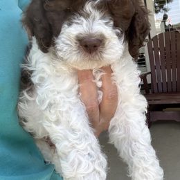 Patch boy 2 - Brown male Lagotto Romagnolo puppy in Riverdale, California from Curly Acres Lagotto Romagnolo