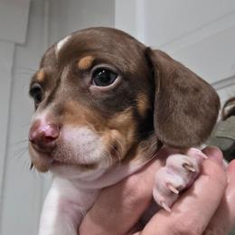 Fancy's chocolate and tan piebald smooth boy - Piebald male Dachshund puppy in Declo, Idaho from Dozendachs
