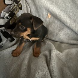 Calamity Jane - White and black female Russell Terrier puppy in Great Falls, Montana from VS Golden Fields