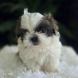 Beck - Blue and white male Shih Tzu puppy in Smithville, Georgia from The Luckie Puppy