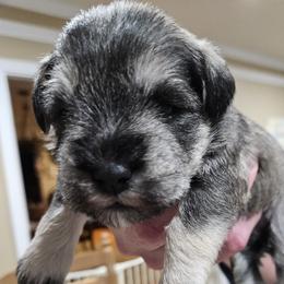Green Collar - Salt and pepper male Miniature Schnauzer puppy in Blountville, Tennessee from Maxwell House Schnauzers