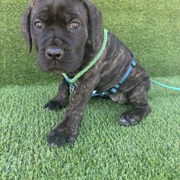 Athena - Black brindle female Cane Corso puppy in Florence, Texas from Wilco Cane Corso