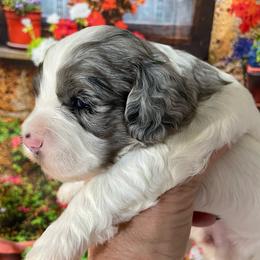Lanie - Merle female Cockapoo puppy in Lebanon, Missouri from Cobbs Creek Canines