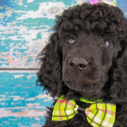 Poodles from JC's Standard Poodles