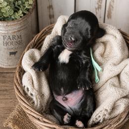 Moose - Black male Miniature Schnauzer puppy in Magalia, California from NorCal Schnauzers