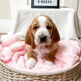 Tulip - Red and white Basset Hound puppy in Centerville, Utah from Lazy Acre Basset Hounds