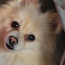 Mocha - Pomeranian