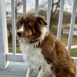 Dakota - Border Collie