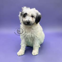 Girl 1 - Parti female Goldendoodle puppy in Maryville, Missouri from Rolling Acres Doodles and Poodles