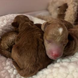 Pascal - Red  male Goldendoodle puppy in Lillington, North Carolina from Peace, Love, and Puppies at the Creek