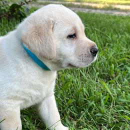 Yellow Boy - Blue - Yellow male Labrador Retriever puppy in Beaverdam, Virginia from Gold Heart Labradors